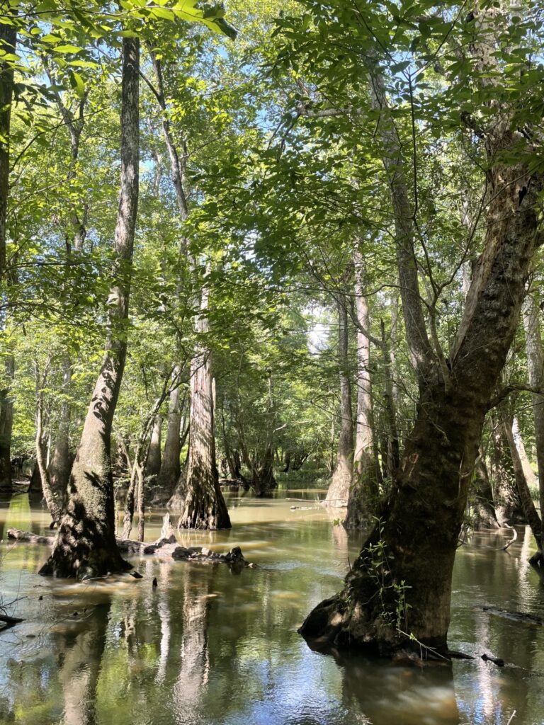 Apalachicola Forest
