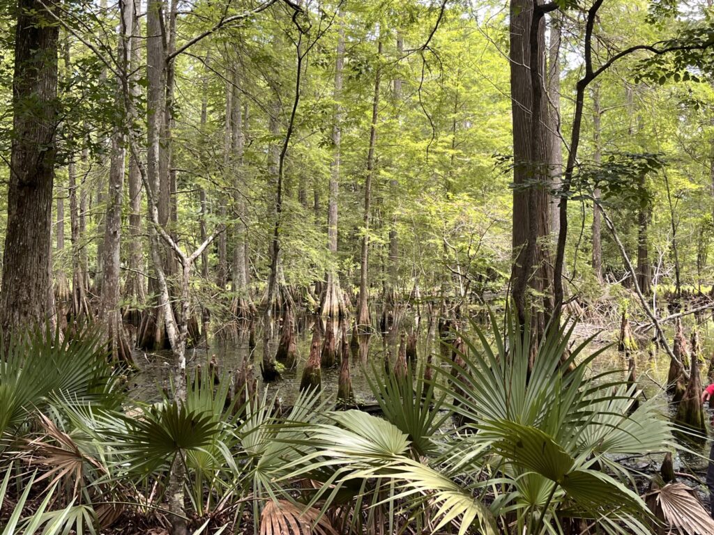 Louisiana Swamp