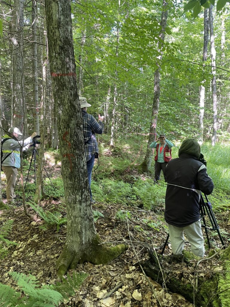 Manistique Forest